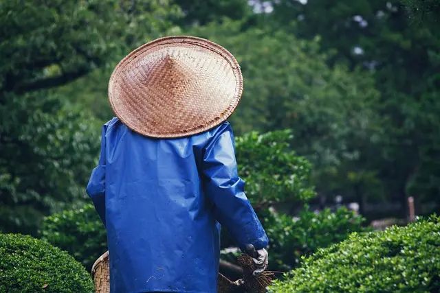 Come Scegliere le Giuste Attrezzature per il Giardinaggio