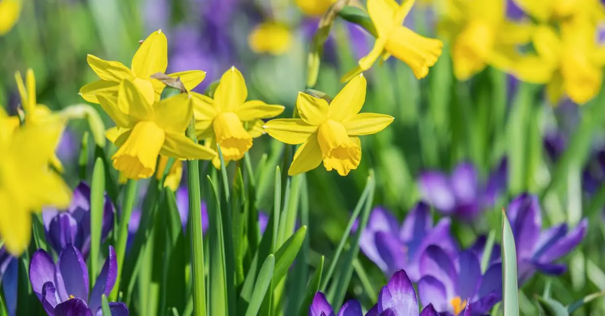 Giardinaggio per Bambini: Attività Divertenti