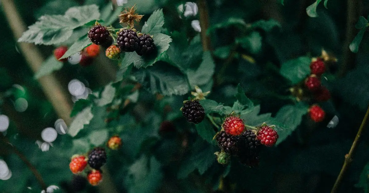 Consigli per Coltivare Frutti di Bosco in Giardino
