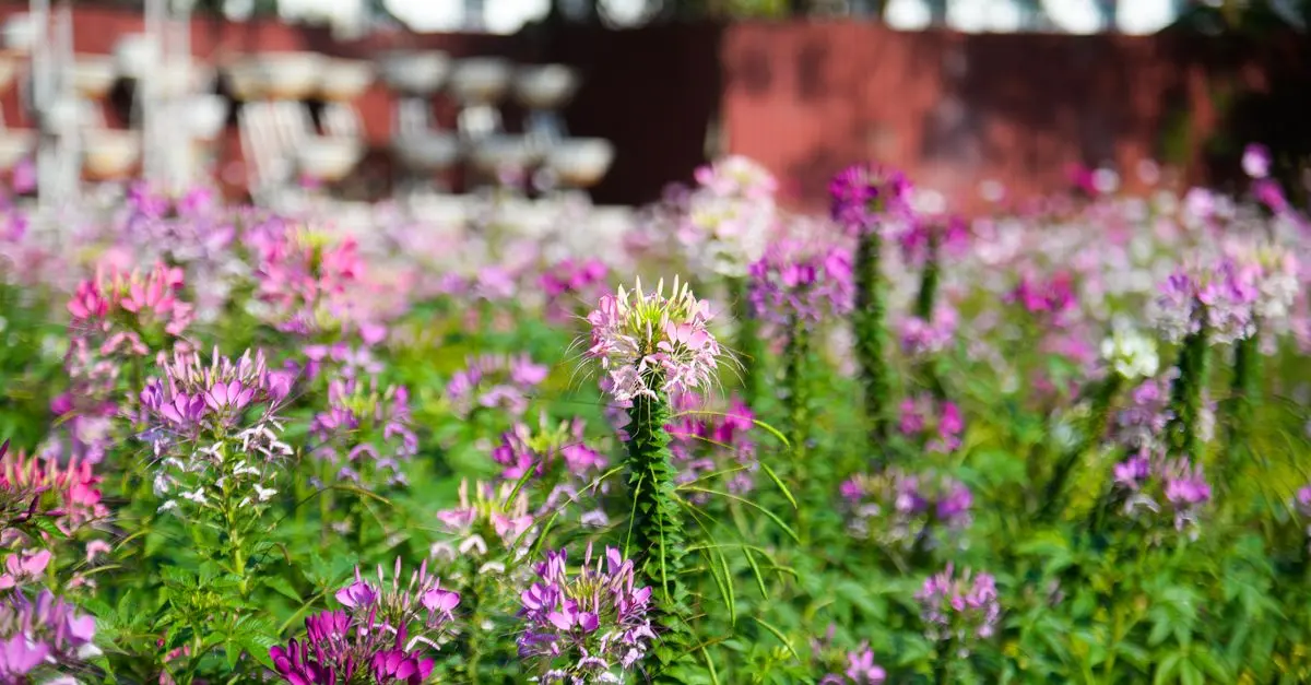 Come Coltivare Piante da Fiore nel Giardino
