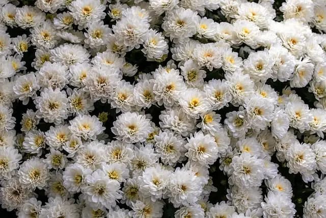 Come Scegliere le Piante Ideali per il Tuo Giardino