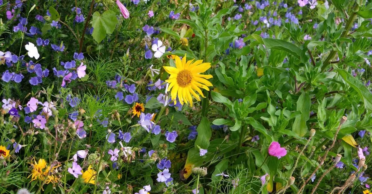 10 Piante Ideali per un Giardino Sostenibile
