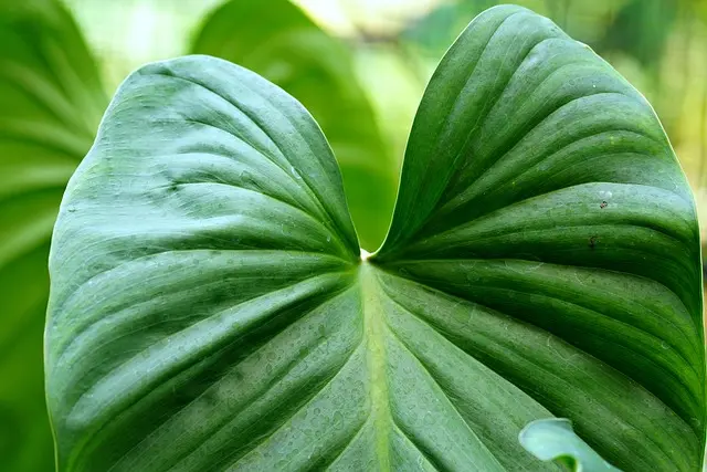 Come Creare un Giardino Sostenibile: Idee e Suggerimenti Utili
