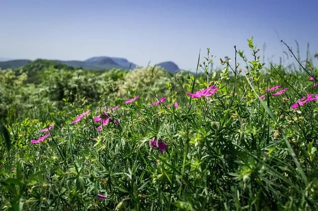 Come Creare un Giardino Aromatico: Guida Passo Passo