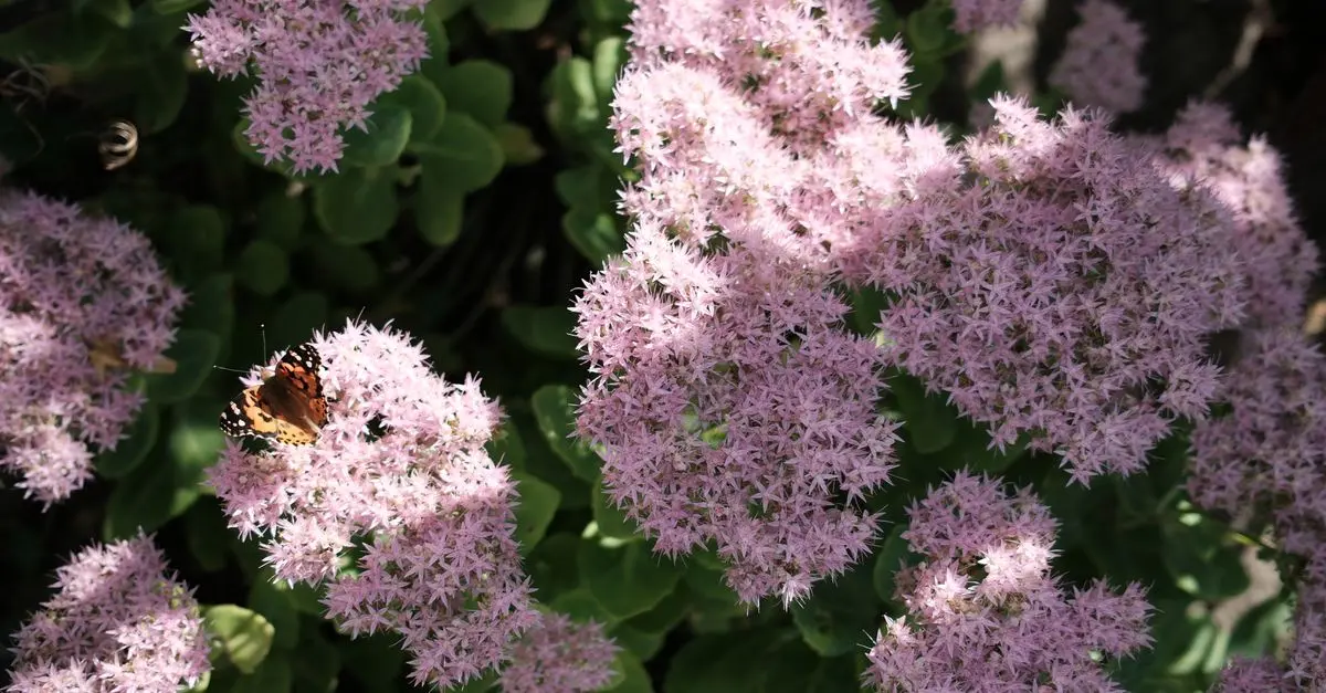 Come Creare un Giardino Aromatico per Attrarre le Farfalle