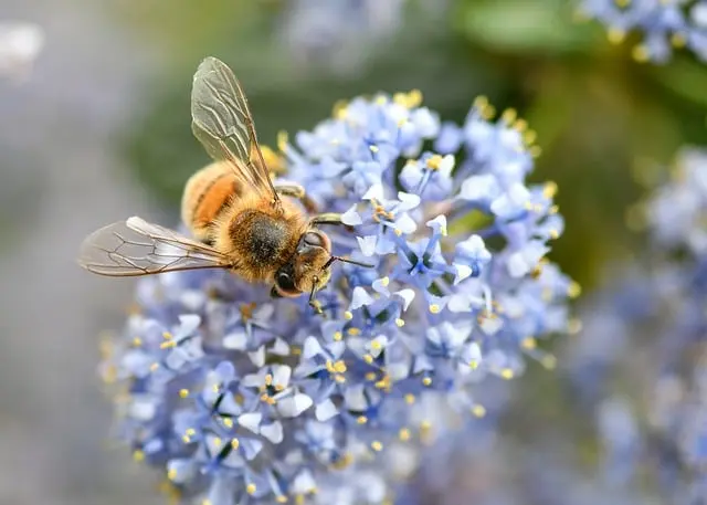Come Creare un Giardino Sostenibile: Guida Pratica