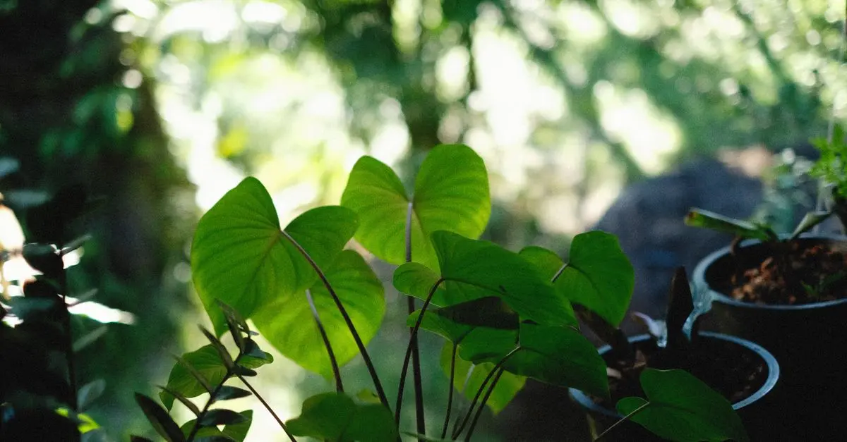 Le Migliori Piante per Giardini Ombreggiati: Guida Completa