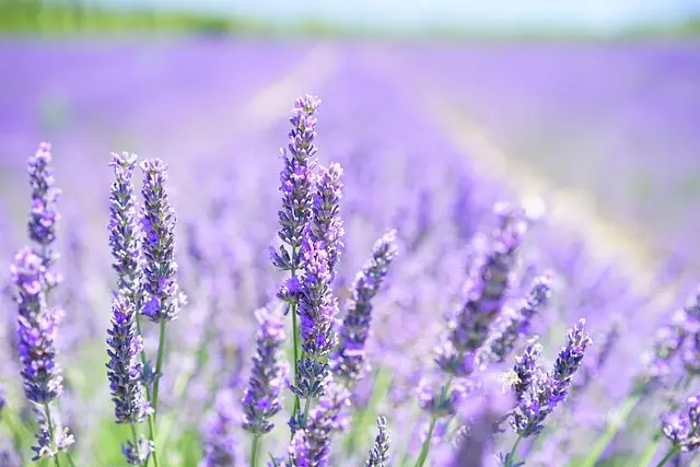 Come Coltivare Piante Aromatiche: Guida Completa