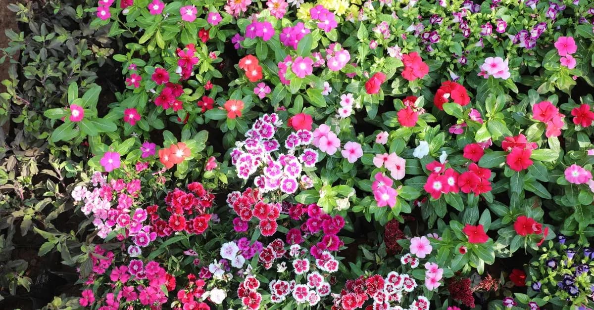 Come Scegliere le Piante per il Giardino: Guida Completa