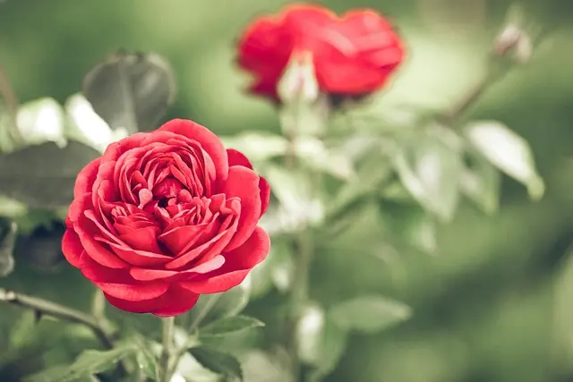 Guida Completa al Benessere del Tuo Giardino