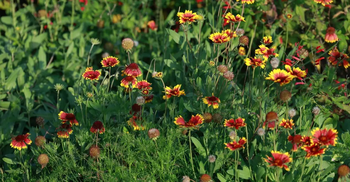 Giardinaggio per la Biodiversità: Perché è Importante