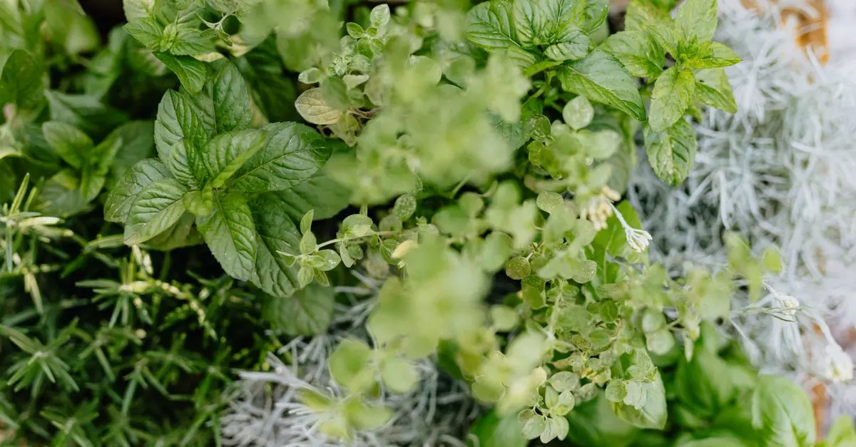 Come Realizzare un Giardino Aromatico Resistente
