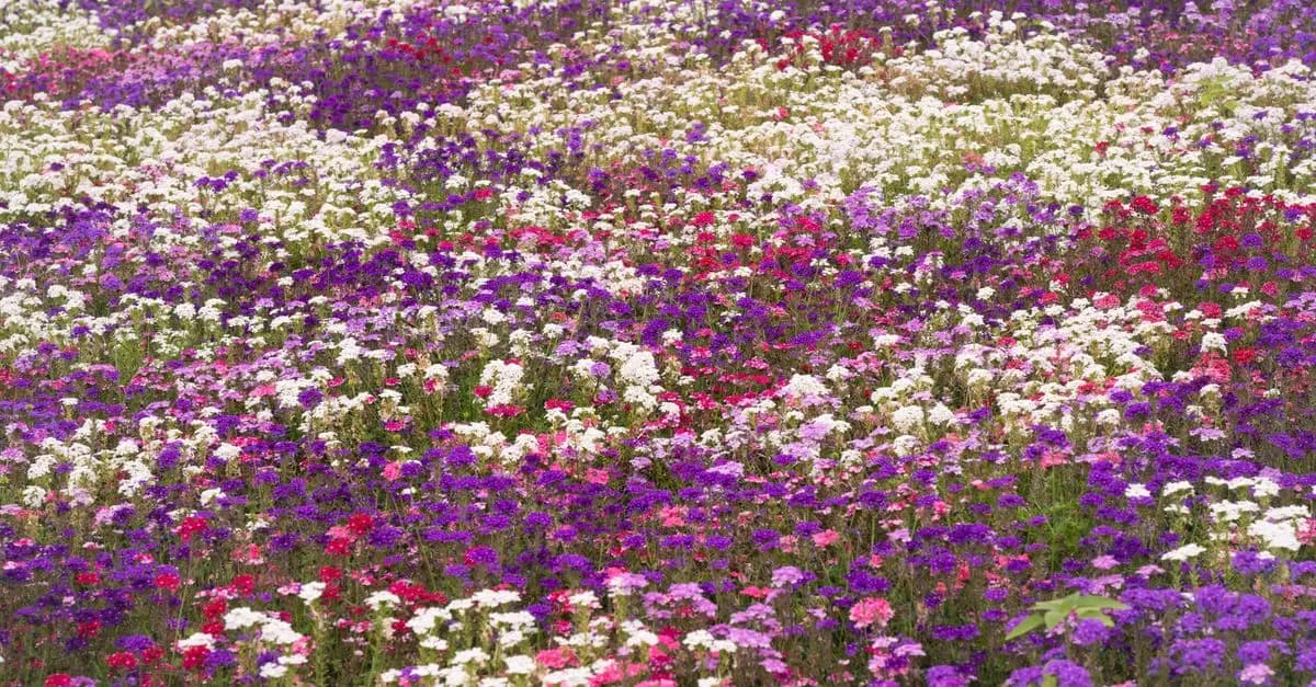 10 Consigli per Rispettare le Piante del Tuo Giardino