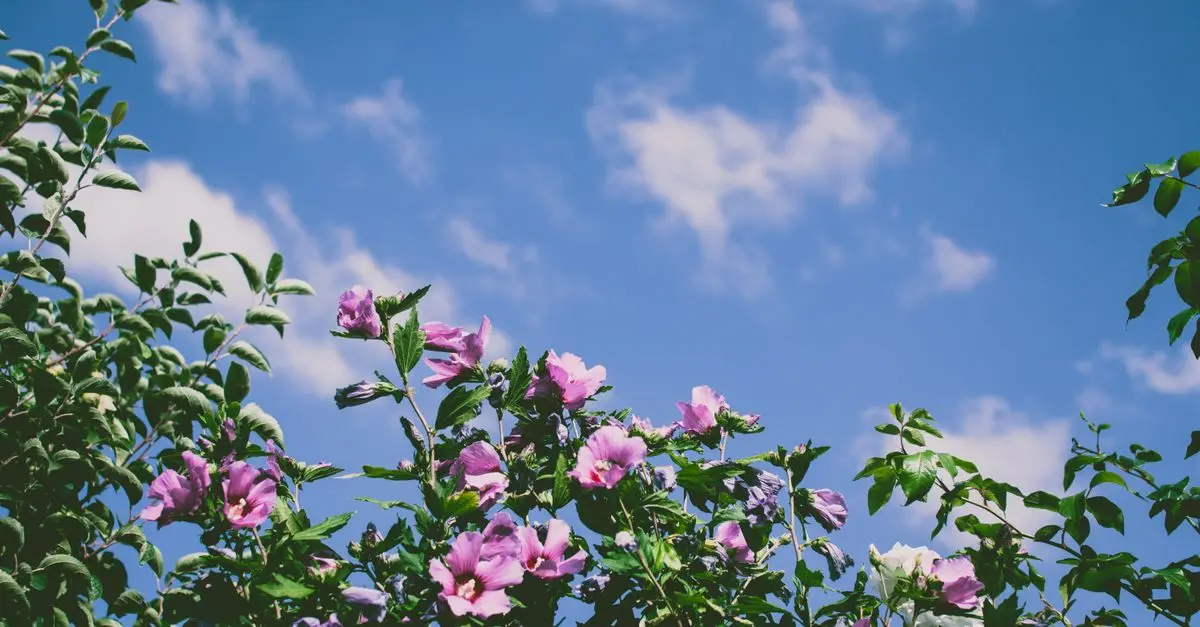 Come Mantenere un Giardino in Estate