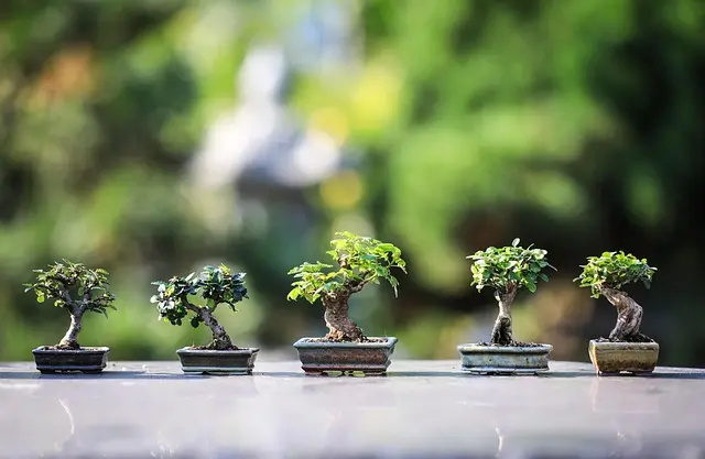 Come Creare un Giardino di Piante Comestibili: Guida Pratica
