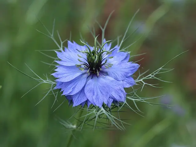 10 Errori Comuni da Evitare nel Giardinaggio