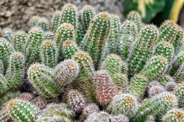 Come Creare un Giardino Aromatico Resistente alla Siccità