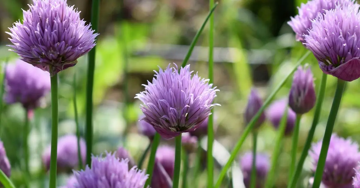 Come Realizzare un Giardino Aromatico per Tutta la Stagione