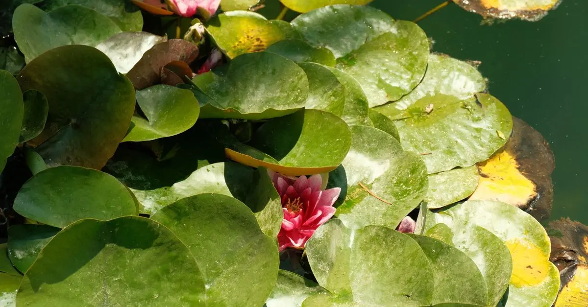 Come Creare un Giardino a Impatto Zero: Guida Pratica