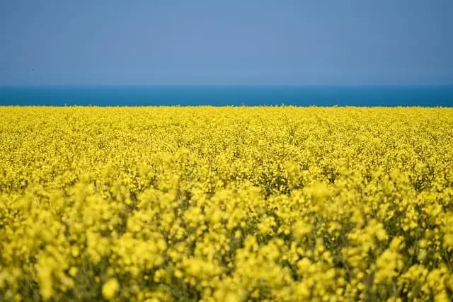 Come Scegliere le Migliori Piante per il Tuo Giardino