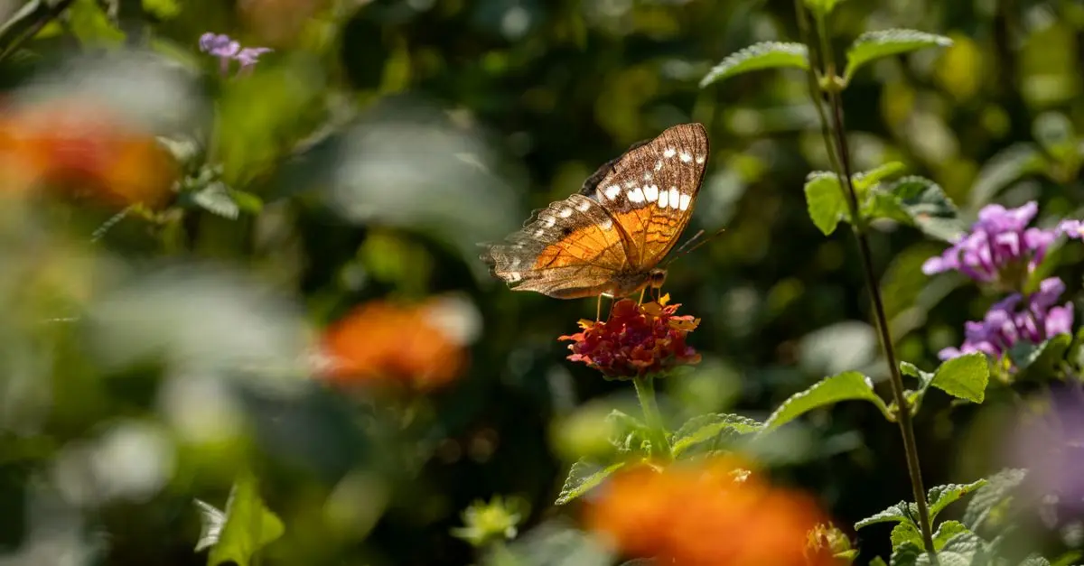 Come Creare un Giardino di Farfalle e Attirare la Natura
