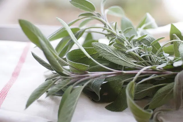 Come Realizzare un Giardino Aromatico Resistente alle Malattie