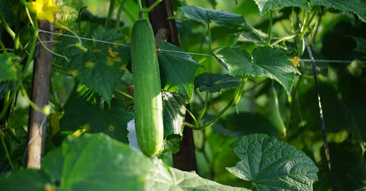 Come Creare un Giardino di Piante Comestibili: Guida Pratica