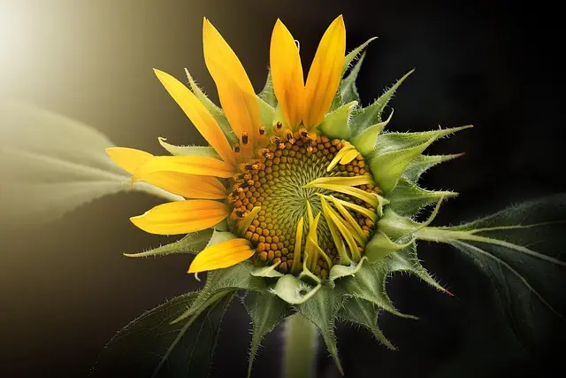 Come Coltivare Piante Resilienti per un Giardino Sostenibile
