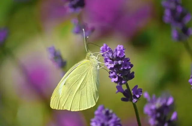 Come Creare un Giardino Aromatico per Attrarre Farfalle