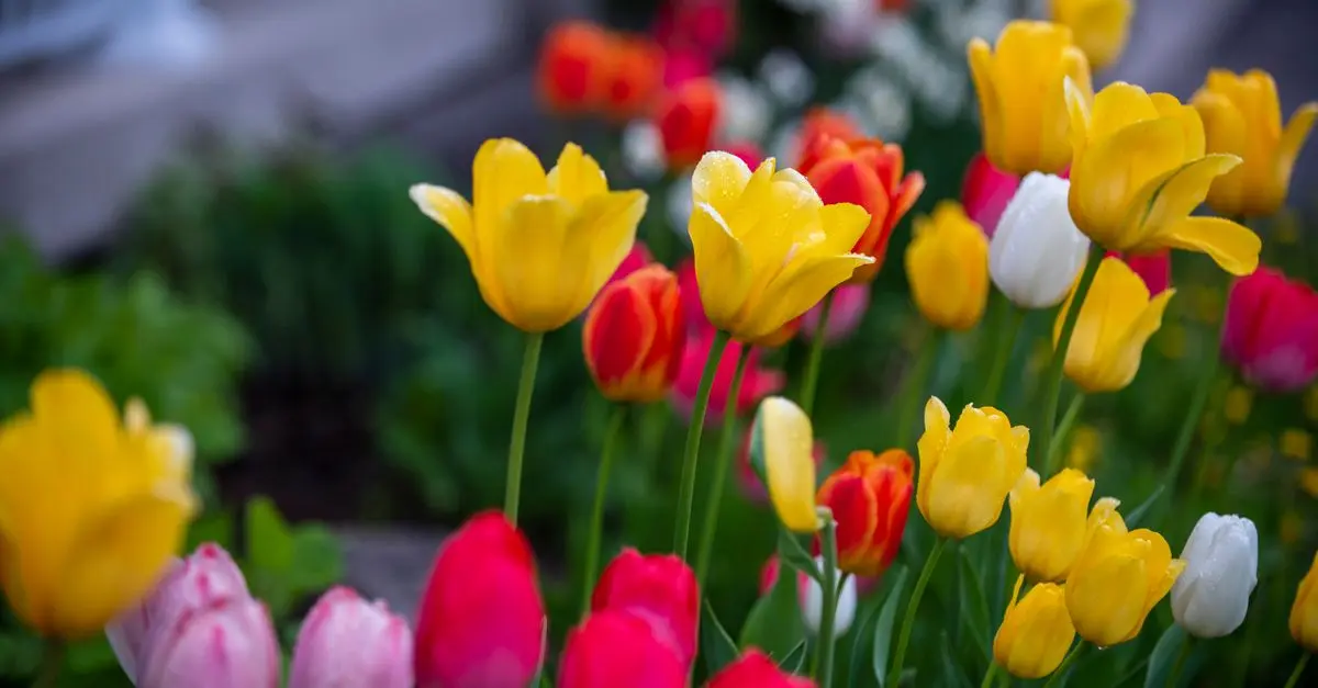 Come Creare un Giardino Fiorito per Ogni Stagione