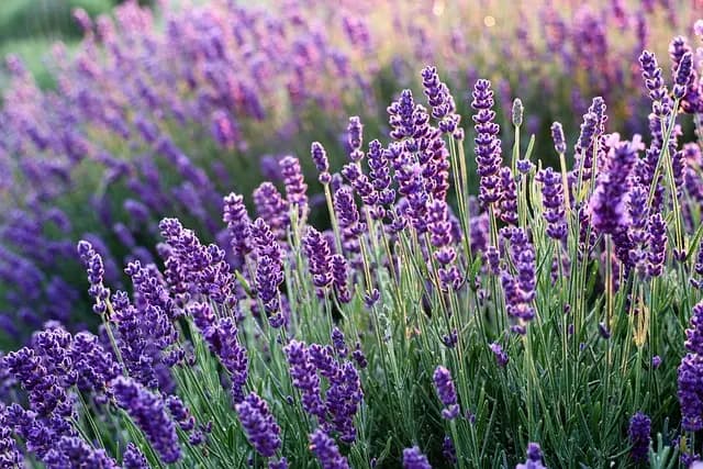 Come Creare un Giardino Aromatico Sostenibile
