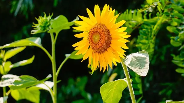 Come Coltivare Piante Resistenti alle Malattie nel Giardino