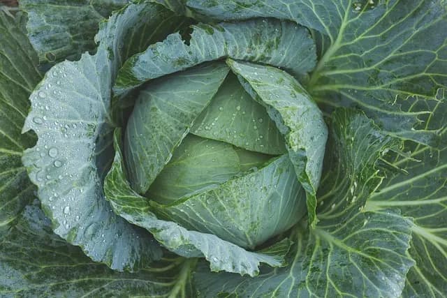 Idee per Creare un Giardino Aromatico in Piccoli Spazi