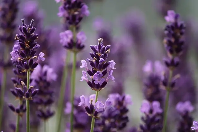 Come Creare un Giardino Aromatico per un Magico Profumo