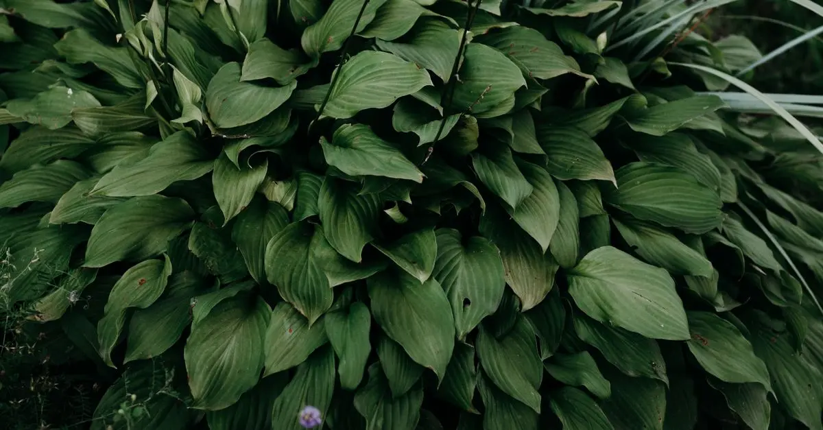Come Migliorare il Tuo Giardino con Piante Perenniali