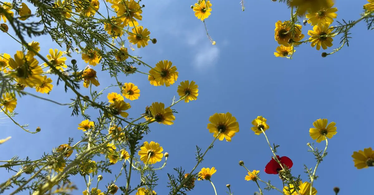 I 10 Segreti per un Giardino Fiorito e Sano