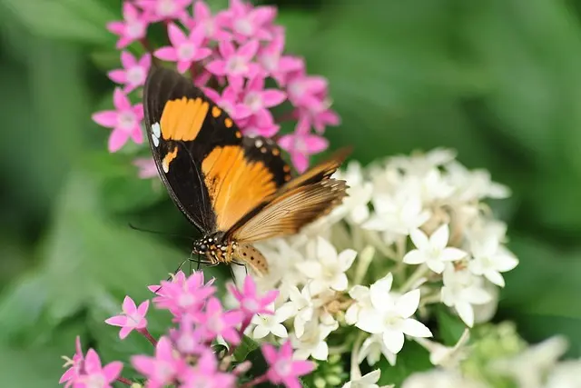 Come Creare un Giardino Aromatico per Attirare Farfalle