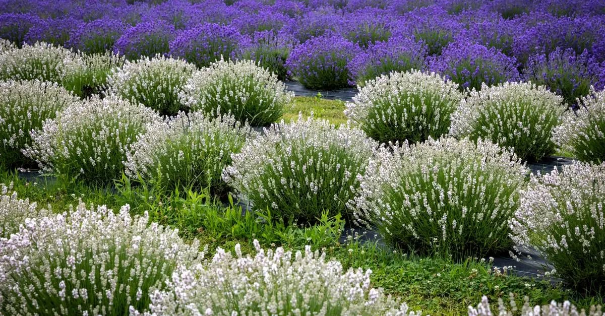 Come Creare un Giardino Aromatico: Tecniche e Idee Utili