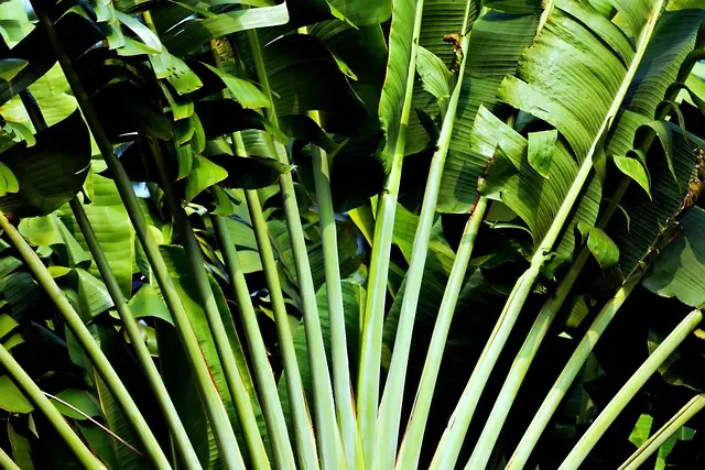 10 Piante Ideali per Giardini Ombreggiati