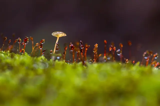 Tutto quello che devi sapere sul Giardinaggio Sostenibile
