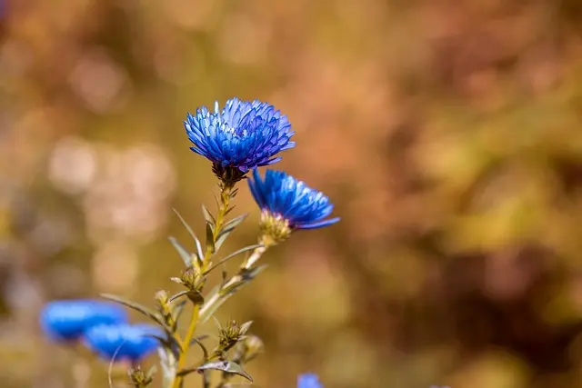 Come Scegliere le Piante Aromatiche per il Tuo Giardino