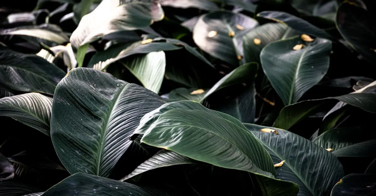 Le Piante Più Adatte per un Giardino Ombreggiato