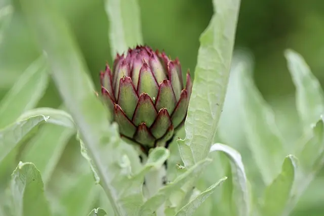Come Creare un Giardino di Piante Comestibili: Guida Pratica