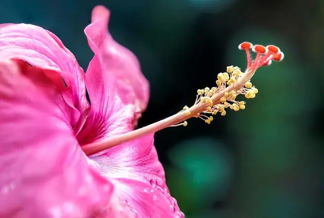 Le Migliori Piante per Creare un Giardino Esotico