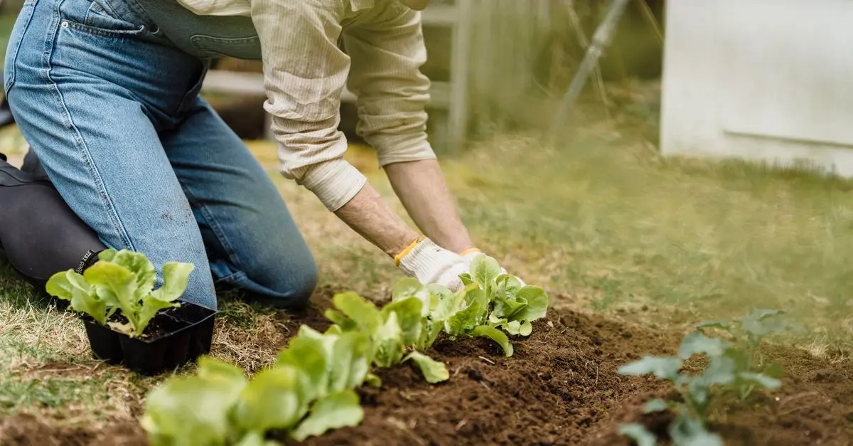 Come Scegliere il Terreno Giusto per le Tue Piante