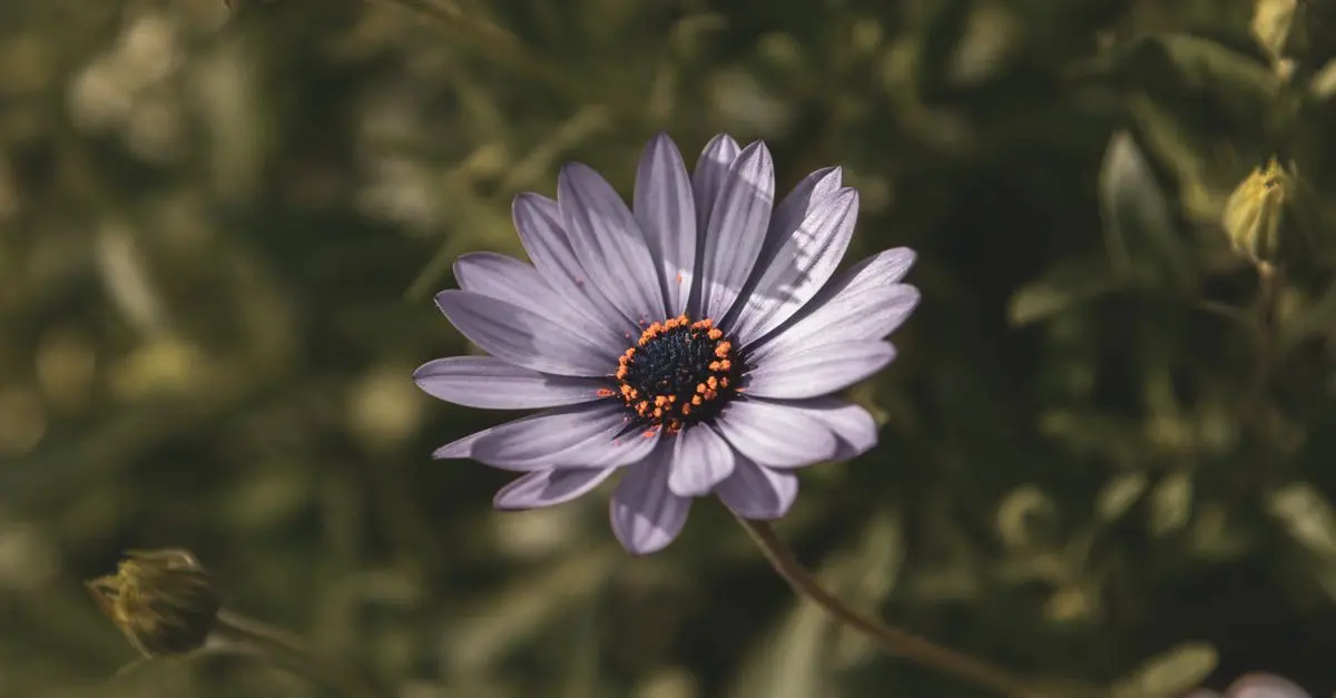 Come Scegliere le Piante Facili da Coltivare nel Tuo Giardino
