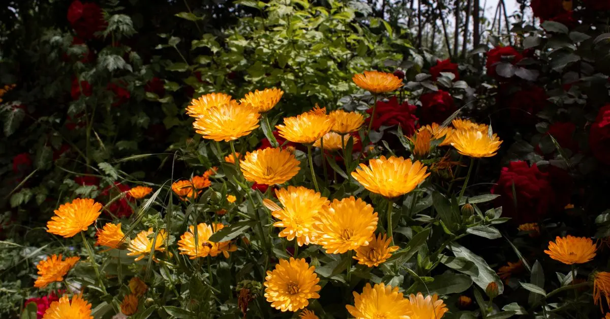 Come Scegliere le Piante per un Giardino Fiorito
