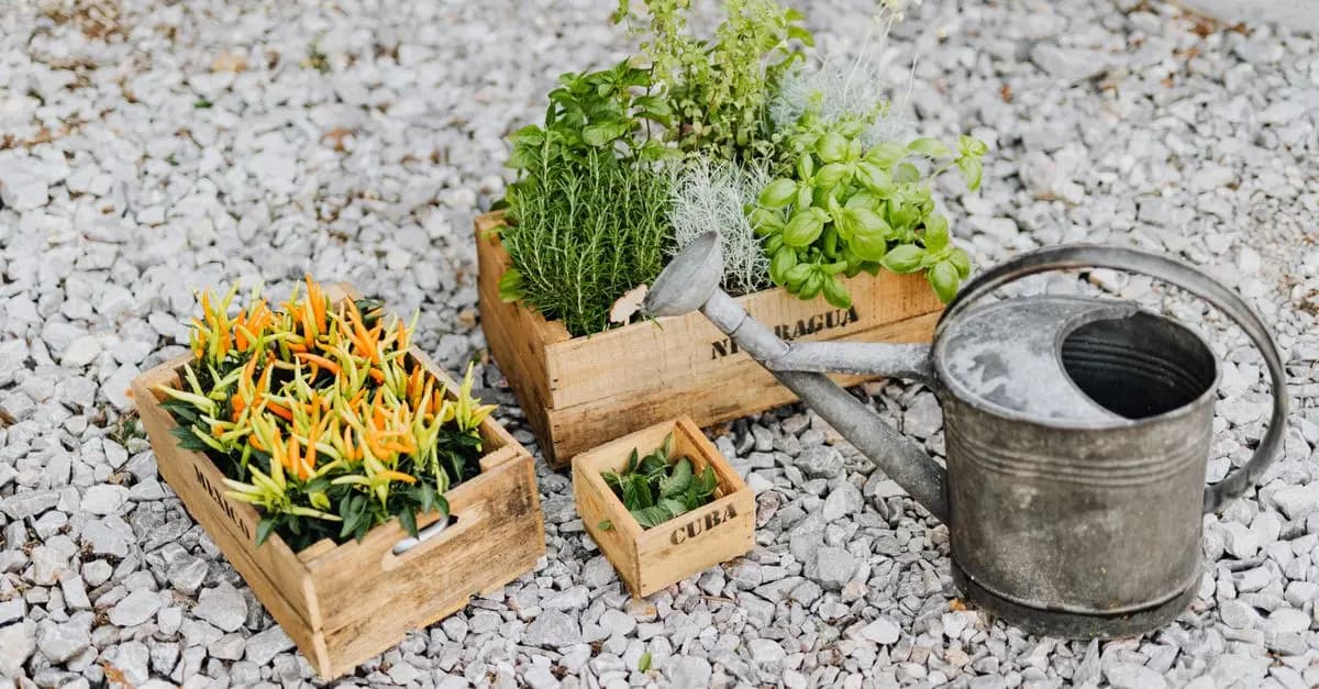Come Realizzare un Giardino Aromatico per il Tuo Spazio