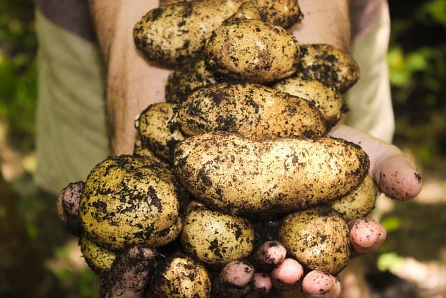 Come Creare un Giardino Sostenibile: Pratiche e Consigli