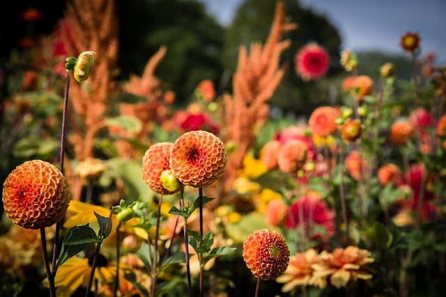 Come Realizzare un Giardino Sostenibile con Piante Facili
